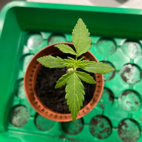 Egon growlog timeline photo