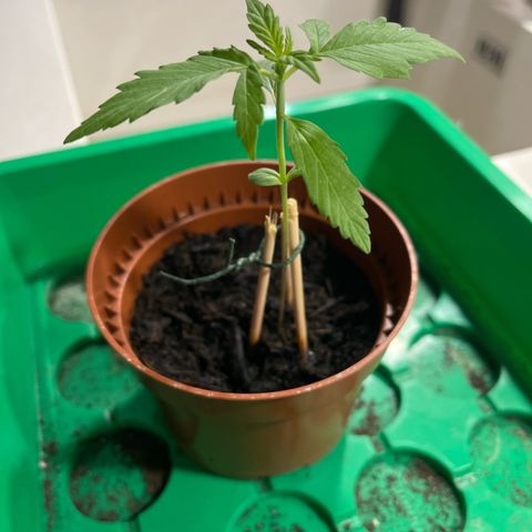 Egon growlog timeline photo