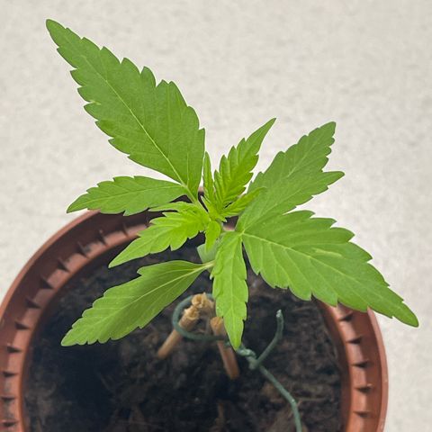Egon growlog timeline photo
