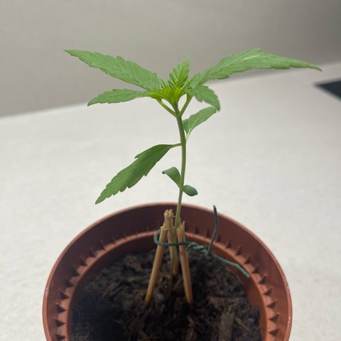 Egon growlog timeline photo