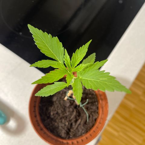 Egon growlog timeline photo