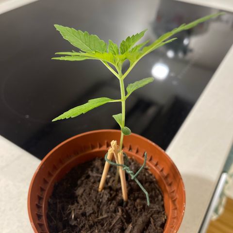 Egon growlog timeline photo