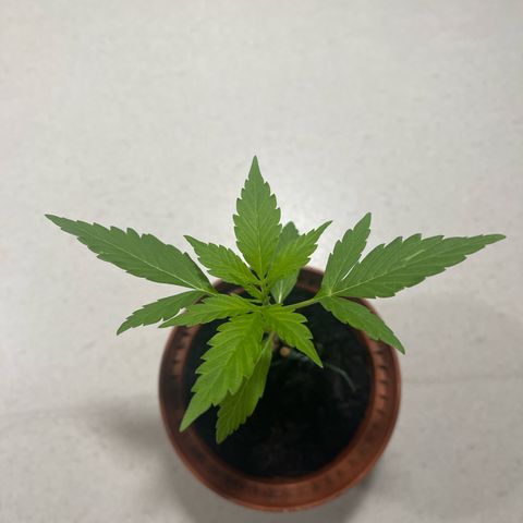 Egon growlog timeline photo