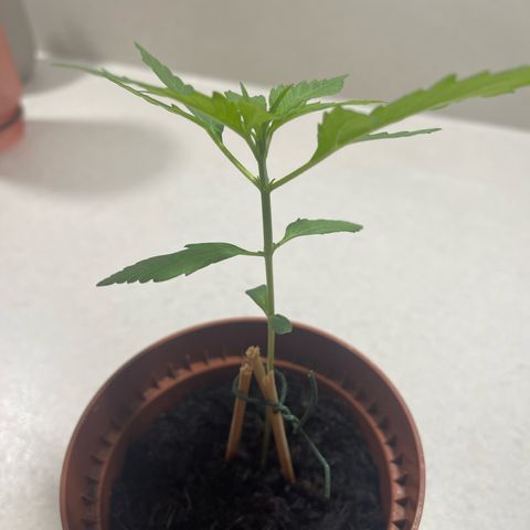 Egon growlog timeline photo