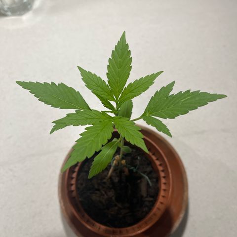 Egon growlog timeline photo