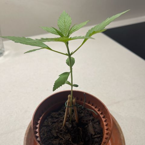 Egon growlog timeline photo
