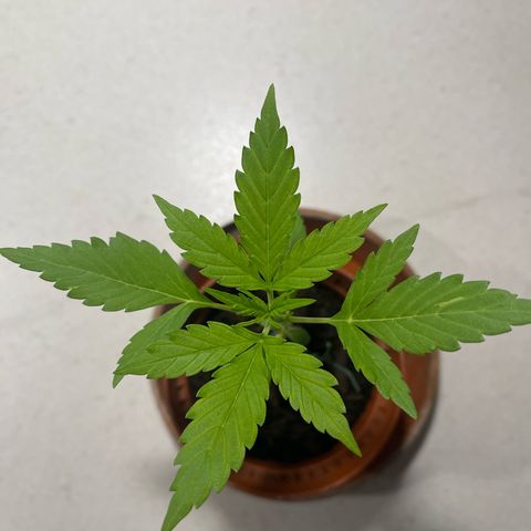 Egon growlog timeline photo
