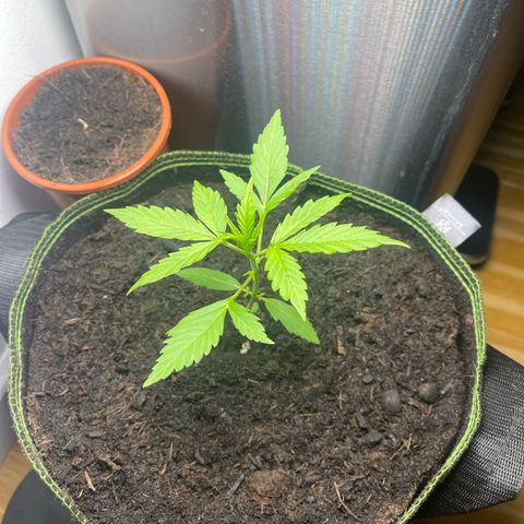 Egon growlog timeline photo