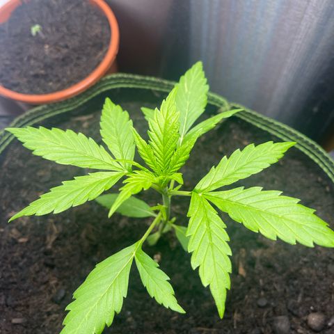 Egon growlog timeline photo