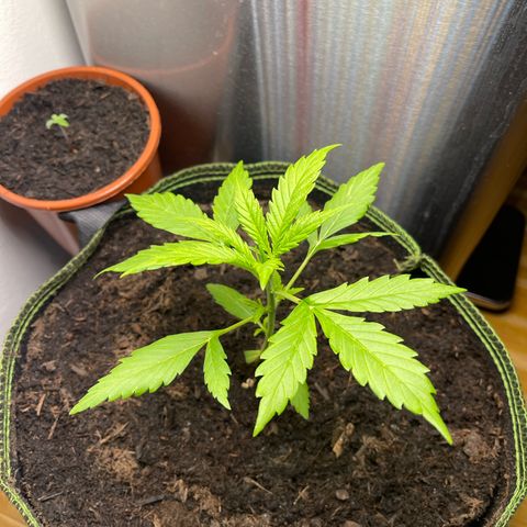 Egon growlog timeline photo