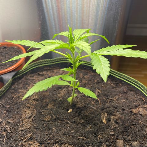 Egon growlog timeline photo