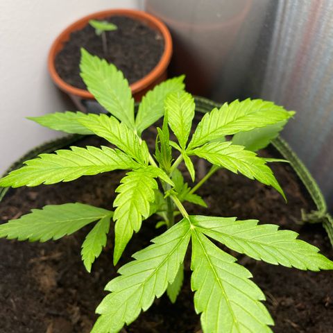 Egon growlog timeline photo