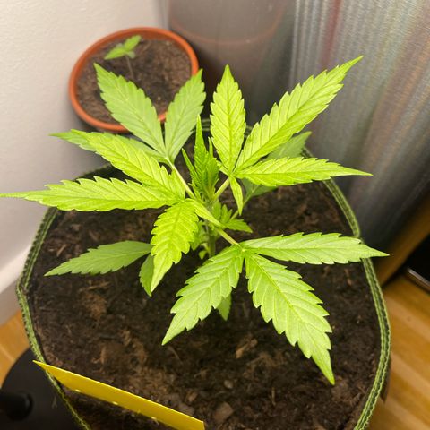 Egon growlog timeline photo