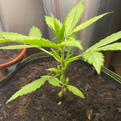 Egon growlog timeline photo
