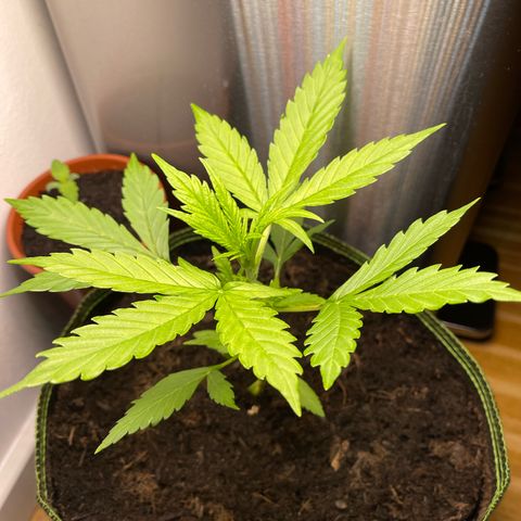 Egon growlog timeline photo
