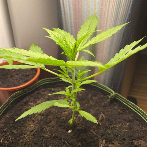Egon growlog timeline photo