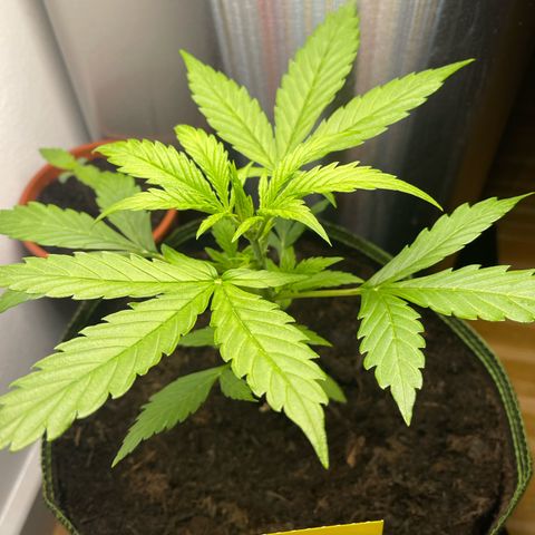 Egon growlog timeline photo