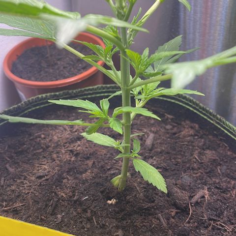Egon growlog timeline photo