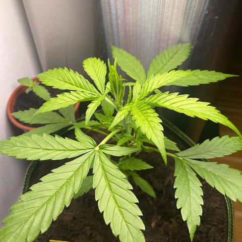 Egon growlog timeline photo