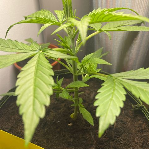 Egon growlog timeline photo