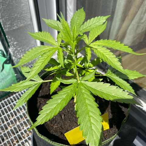 Egon growlog timeline photo
