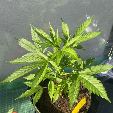 Egon growlog timeline photo