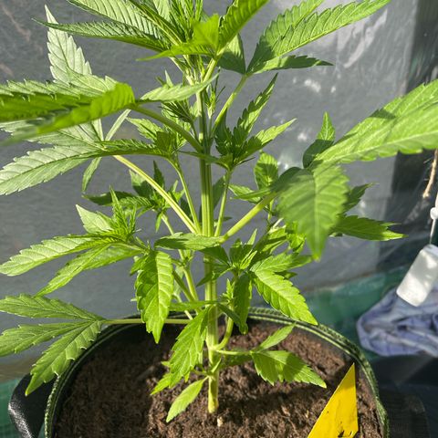 Egon growlog timeline photo