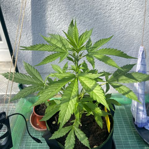 Egon growlog timeline photo