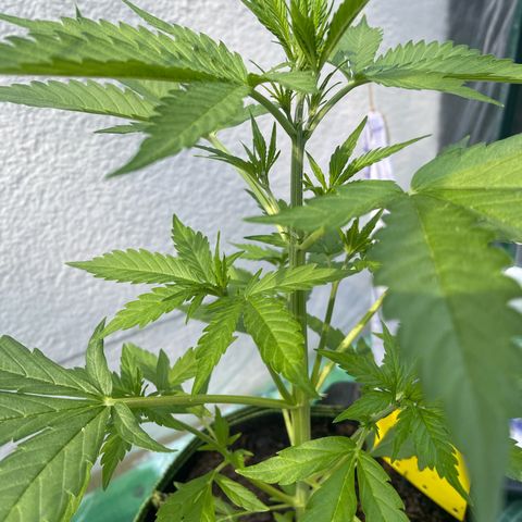 Egon growlog timeline photo