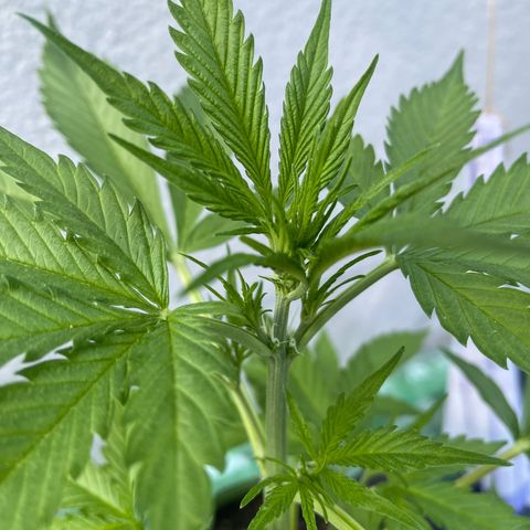 Egon growlog timeline photo