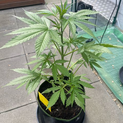 Egon growlog timeline photo