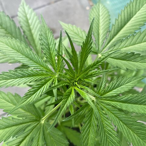 Egon growlog timeline photo