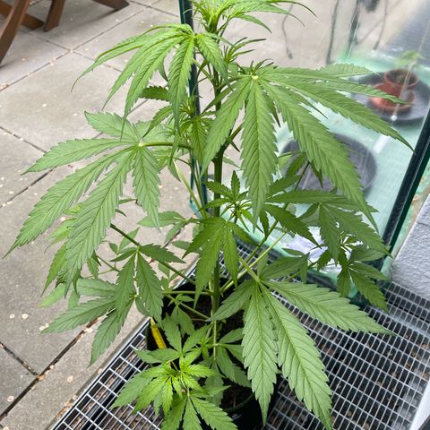 Egon growlog timeline photo