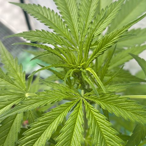 Egon growlog timeline photo