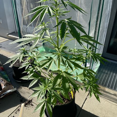 Egon growlog photo: 73cm