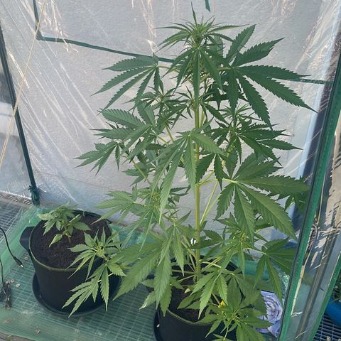 Egon growlog timeline photo