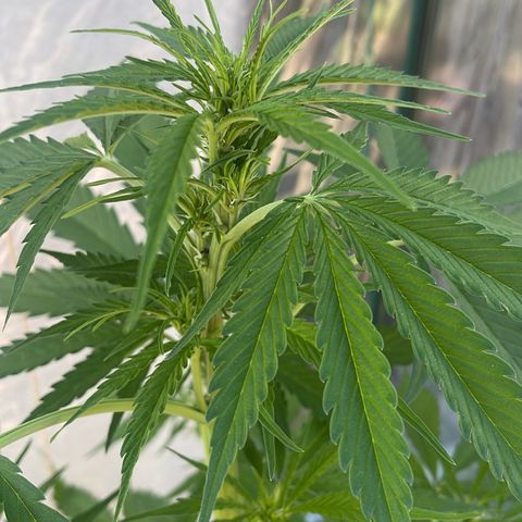 Egon growlog timeline photo