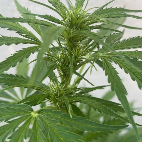 Egon growlog timeline photo