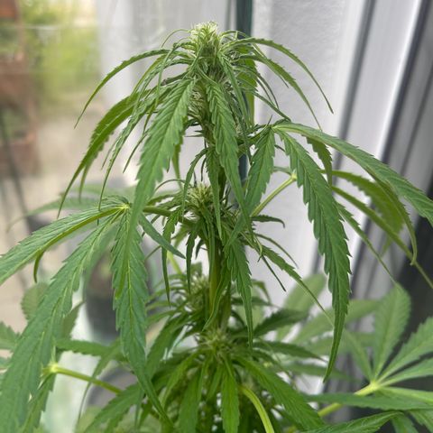 Egon growlog timeline photo
