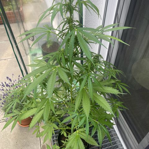 Egon growlog timeline photo