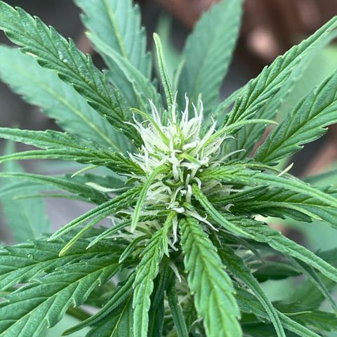 Egon growlog timeline photo