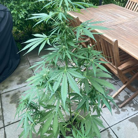 Egon growlog timeline photo