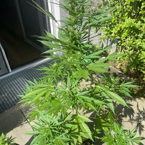 Egon growlog timeline photo