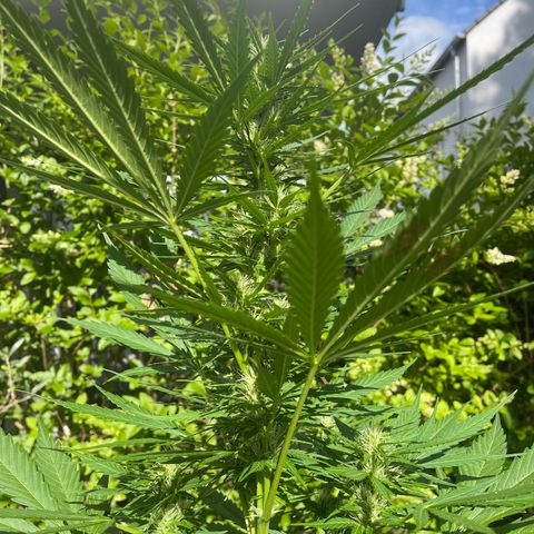 Egon growlog timeline photo