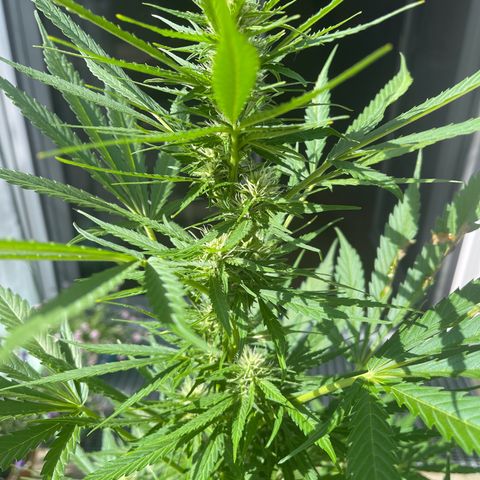Egon growlog timeline photo