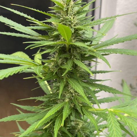 Egon growlog timeline photo