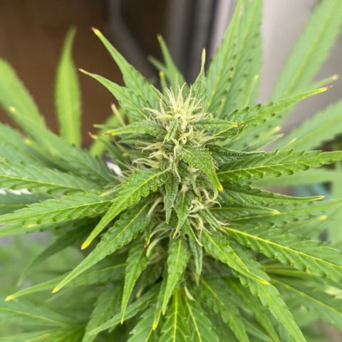 Egon growlog timeline photo