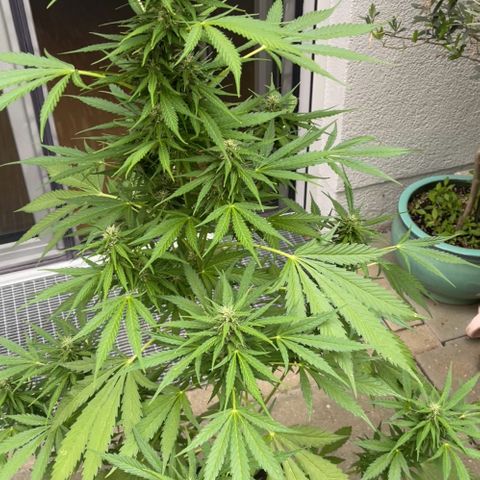 Egon growlog timeline photo
