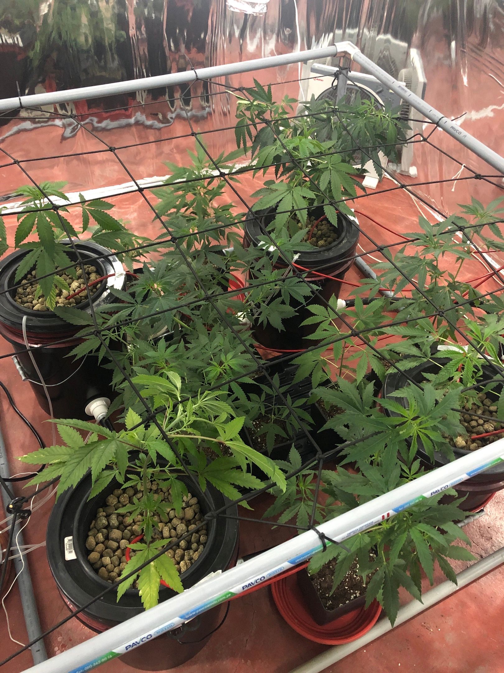 Gorilla Glue #4 growlog header