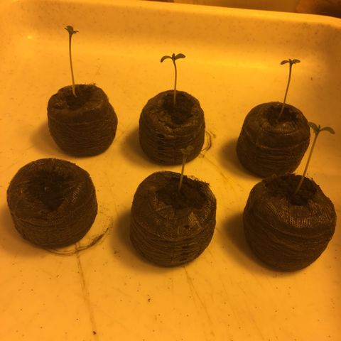 Gorilla Glue #4 growlog photo